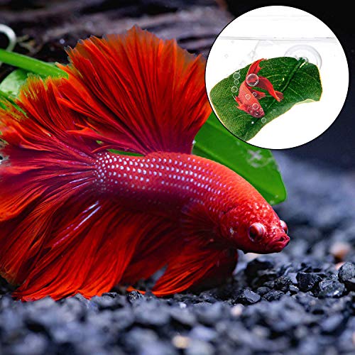 betta fish on leaf hammock