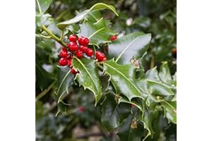 Holly Tree Seeds - Holly (Ilex Cornuta) 25 Seeds Seeds ONLY