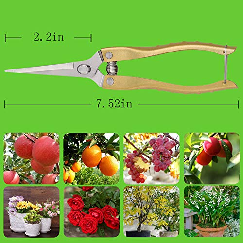 Pruning Shears Straight Tip Pruning Trimming Scissors Florist Scissors-Stainless Steel Ultra Sharp Multi-Purpose Hand Pruner Scissors for Garden Harvesting Fruits Vegetables, Trimming Flowers, Gold
