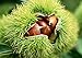 American Chestnut Tree - Castanea - 5" Pot - Bring back the majestic chestnut