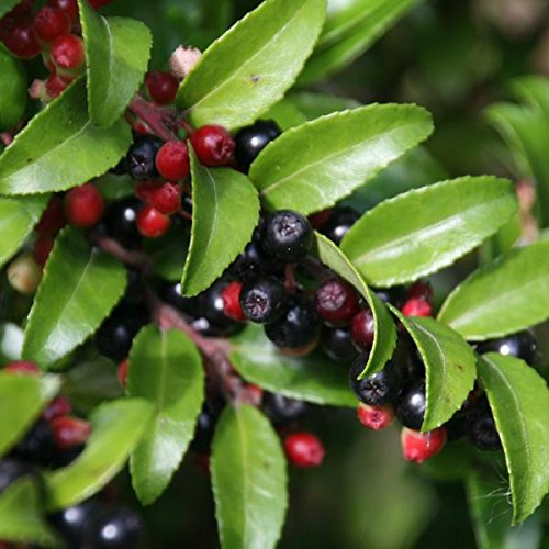 Evergreen Huckleberry Seeds (Vaccinium ovatum) 20+ Medicinal Berry