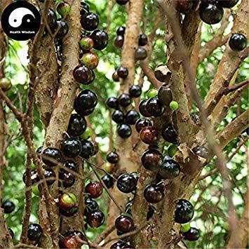 Germination Seeds: 30pcs: Buy Jaboticaba Fruit Seeds Plant Tree Grapes for Chinese Jabuticaba