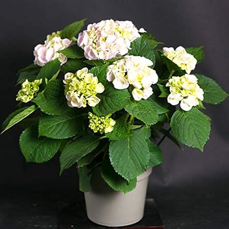 Amazon 母の日 ギフト 店長こだわり珍しい逸品 アジサイ鉢 ラッピングしてお届け 鉢花 鉢植え フラワーギフト アジサイ ハイドランジア 早い者勝ち いろいろな珍しい種類が選べます いちごみるく ピンク 観葉植物 オンライン通販