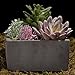 MyGift Assorted Colorful Artificial Succulents in Grey Cement Pot, Fake Plants for Bedroom Aesthetic
