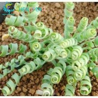 100pcs Erba Di Primavera Semi Succulente Piante Rare Diy Bonsai In Vaso Per Il Giardino Domestico Bella Facile Grow Seeds Amazon It Giardino E Giardinaggio