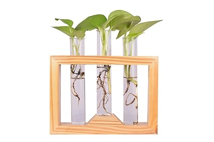 Cinagro Glass Test Tube Planter with Wooden Stand for Living Room, Bedroom, Home, Office -Hydroponic Table Planter (3 Test Tube)