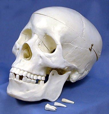 Human Skull Model, Life Sized, with Key
