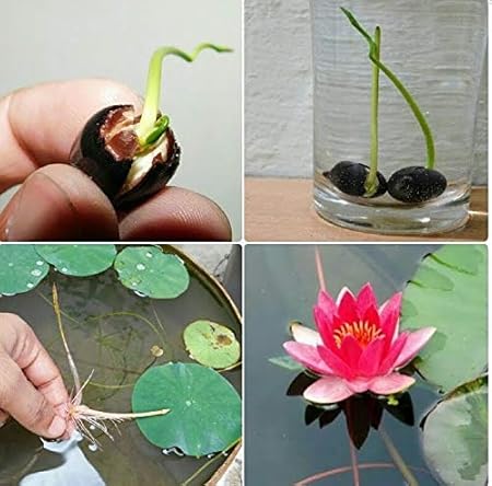 Worlds Best Lotus Flower Seeds 25 Seeds Packet Brand Name Punjab Seeds Amazon In Garden Outdoors