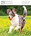 Dog Page-A-Day Gallery Calendar 2019