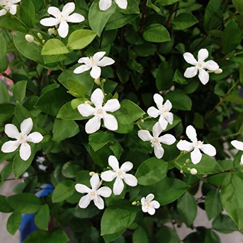 セイロンライティア4号ポット 2株セット 夏に咲く純白の花 開花期