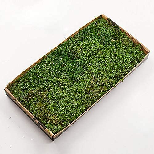 Prefleur Bulk Wholesale Preserved Sheet Moss Sheet Moss Bun Moss