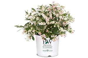 GREEN PROMISE FARMS Proven Winners - Weigela florida Sonic Bloom Pearl (Reblooming Weigela) Shrub, white flowers, #3 - Size Container