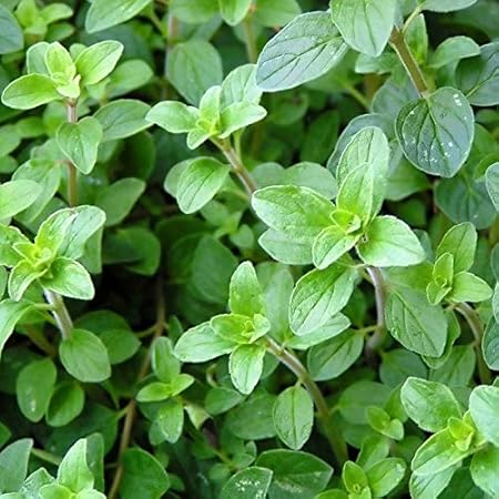 Antier Oregano (Italian Common Leaf) Microgreen Seeds - Pack Of AVG 50-100 Seeds x 4 Packet