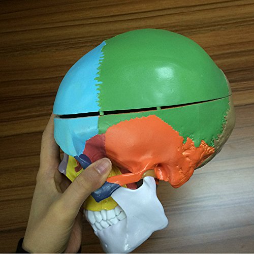 image for Skull Model,OIF Human Skull Map Anatomical Scientific Included Full Se