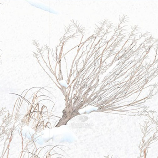 Mossy Oak® Winter Brush® Pattern Swatch