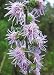 Rough Blazing Star (Liatris aspera), 250 Certified Pure Live Seed, True Native Seed