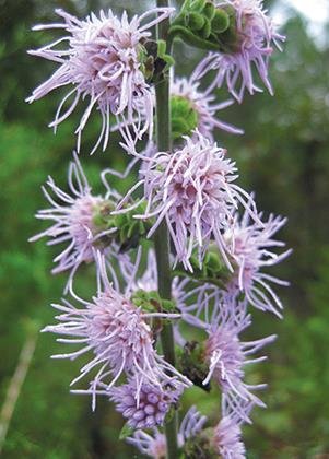 Rough Blazing Star (Liatris aspera), 250 Certified Pure Live Seed, True Native Seed Rough Blazing Star (Liatris aspera), 250 Certified Pure Live Seed, True Native Seed