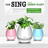BeautyCoco Smart Festival Gift Flower Pot,Play Piano on a Real Plant, LED Colorful Night Light Touch Music Plant Lamp Rechargeable Wireless (Blue)