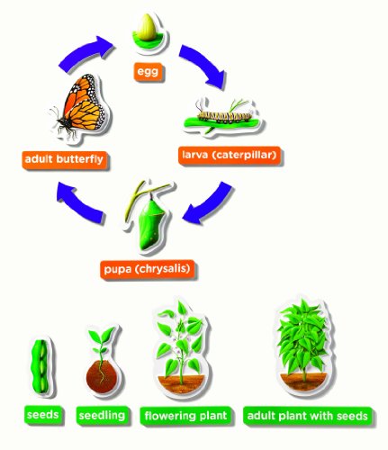 Educational Insights 3D Life Cycles Demonstration Magnets