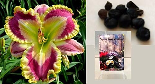 Verdant Glow Daylily Certified 5 Seeds (Hemerocallis) Upc 643451296280