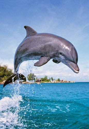 Alles Meine De Gmbh Puzzle 500 Teile Delfin Springt Castorland Dolphin Delfine Im Wasser Meer Aus Der Sudsee Fisch Unterwasser Fische Tauchen Strand Amazon De Spielzeug