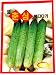 Cucumber Seeds Korean 2pack