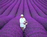 Romantic 200 French Provence Lavender Very Fragrant seeds