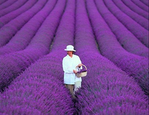 Romantic 200 French Provence Lavender Very Fragrant seeds