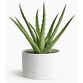 Artificial plant in white ceramic pot | 10" high sage green faux agave plant in white pot | fake plant for desk decor | Artificial agave for home decor indoor | Artificial succulent for shelf decor