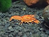 Aquatic Arts 1 B-Grade Orange CPO Dwarf Mexican Crayfish/Mini Lobster (Cambarellus patzcuarensis) - 1/2 Inch to 1 1/2 Inches
