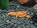 Aquatic Arts 1 ORANGE CPO Dwarf Mexican Crayfish/Mini Lobster (Cambarellus patzcuarensis) - 1/2 Inch to 1 1/2 Inches