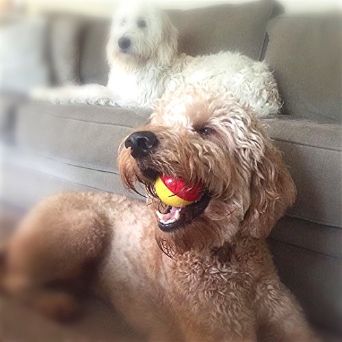 Pet Qwerks Animal Sounds Babble Ball Dog Toy