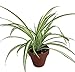 Ocean Spider Plant - 4" Clay Pot for Better Growth - Cleans The Air/Easy to Grow primary