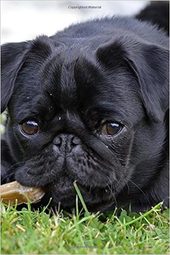 amazon pug dog