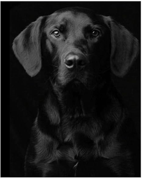 labrador paint by numbers