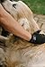 Best Pet Grooming Gloves for Dogs, Cats, Horses, Rabbits. De-Shedding Brush, Bathing Tool. Animal Hair Remover for Long & Short Fur. Gentle Massager, Increasing Circulation & Overall Health. Black