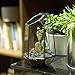 NCYP Small Geometric Terrarium - 4.1