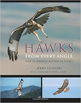 Hawks From Every Angle How To Identify Raptors In Flight - 