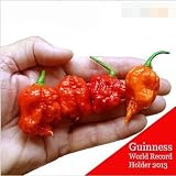 Loss Promotion! 100 SEEDS Fresh Rare Red "Carolina Reaper" Pepper Seeds (hot chilli ) Organic Vegetable Seeds