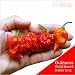 Loss Promotion! 100 SEEDS Fresh Rare Red "Carolina Reaper" Pepper Seeds (hot chilli ) Organic Vegetable Seeds
