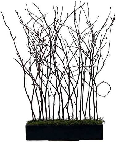 24" Natural Birch Twig Arrangement in Modern Black Rectangular Pot