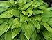 Hosta 'Guacamole' - Quart Pot - Heavy - Healthy - Perennial - Ea 1 by Growers Solution