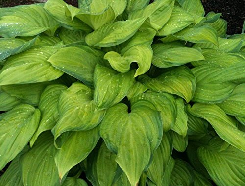 Hosta 'Guacamole' - Quart Pot - Heavy - Healthy - Perennial - Ea 1 by Growers Solution Hosta 'Guacamole' - Quart Pot - Heavy - Healthy - Perennial - Ea 1 by Growers Solution