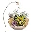 Bliss Gardens Air Plant Terrarium with Purple Amethyst Crystal - 4