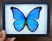 Butterfly Utopia Giant Blue Morpho didius Framed Butterfly Riker Mount - 8