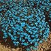 200 CAMBRIDGE BLUE LOBELIA Erinus Flower Seeds