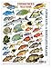 Mini Fishwatchers Field Guide Florida Keys a Snorkelers Paradise ID Card