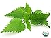 Organic Nettle Leaf - Urtica dioica Loose Leaf 100% from Nature (1 oz)