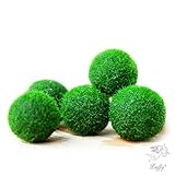 My First pet plant -- Luffy Nano Marimo Moss Ball - Fun, bright and fluffy - Introduction to Green world - For educational, DIY projects - Instigate natural learning habitat - Perfect Gift