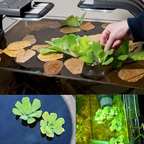 scgtpapadc 200Pcs Aquarium Aquatic Plant Pistia Stratiotes Seeds Pool Fish Tank Pond Decor - 200pcs Pistia Stratiotes Seeds Plant Seeds Flower Seeds - Thumbnail 3